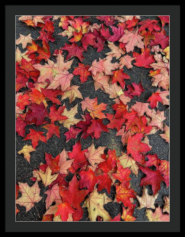 Maple Leaves In October 2 - Framed Print