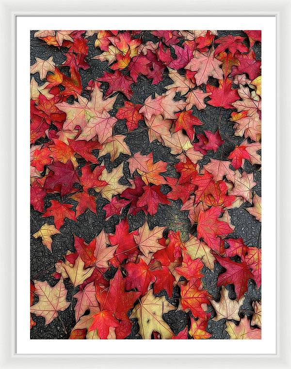 Maple Leaves In October 2 - Framed Print