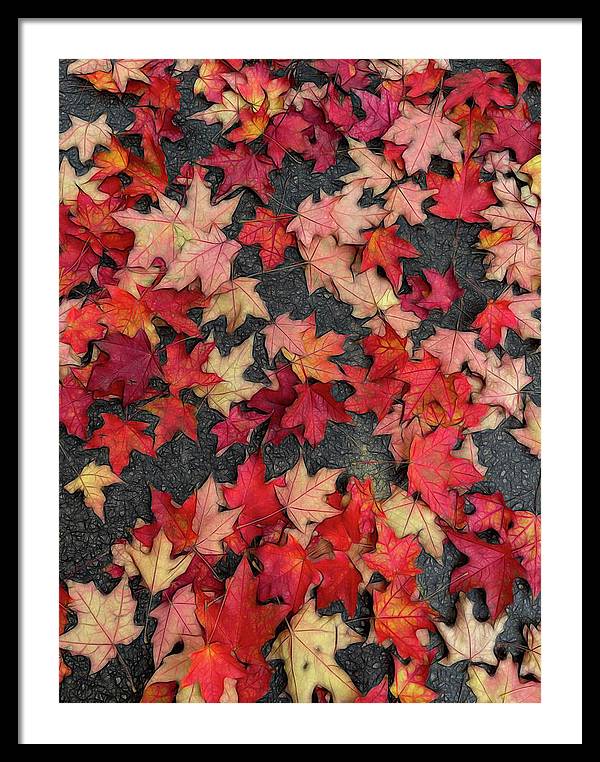 Maple Leaves In October 2 - Framed Print