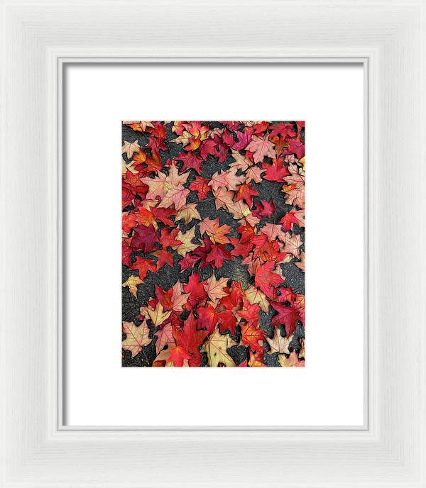 Maple Leaves In October 2 - Framed Print