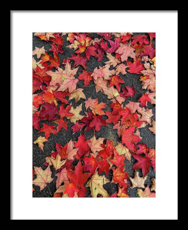 Maple Leaves In October 2 - Framed Print