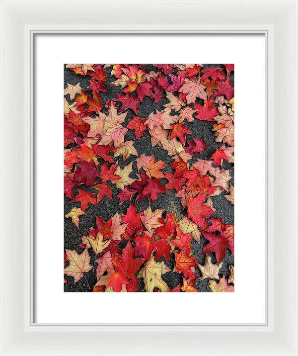 Maple Leaves In October 2 - Framed Print