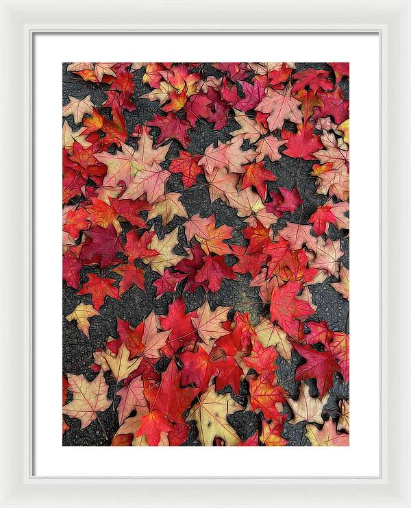Maple Leaves In October 2 - Framed Print