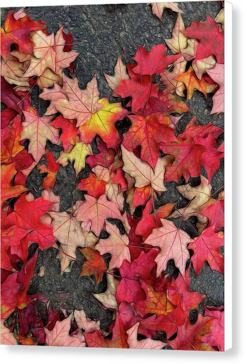 Maple Leaves In October 3 - Canvas Print