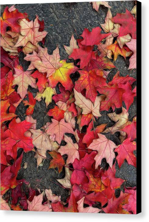 Maple Leaves In October 3 - Canvas Print