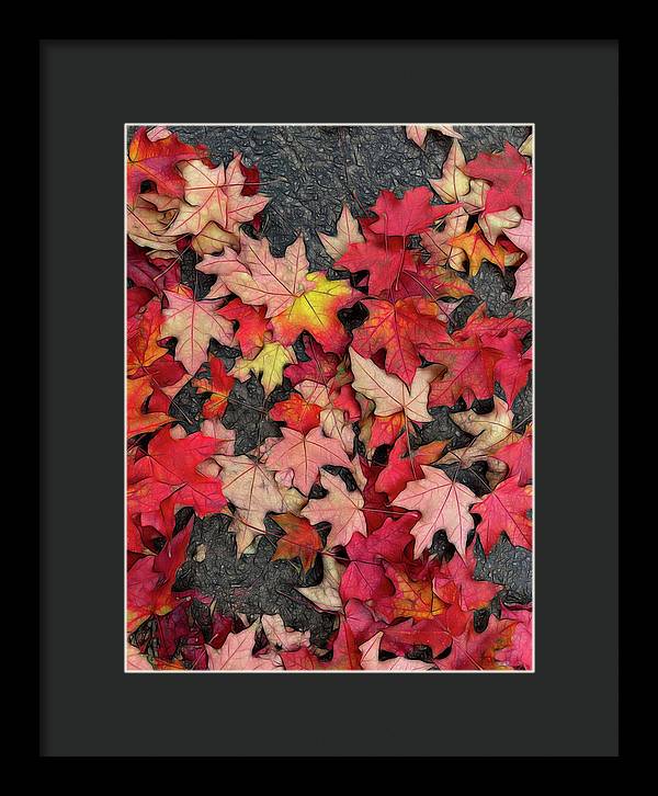Maple Leaves In October 3 - Framed Print