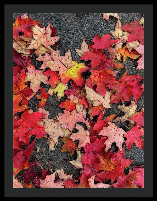 Maple Leaves In October 3 - Framed Print