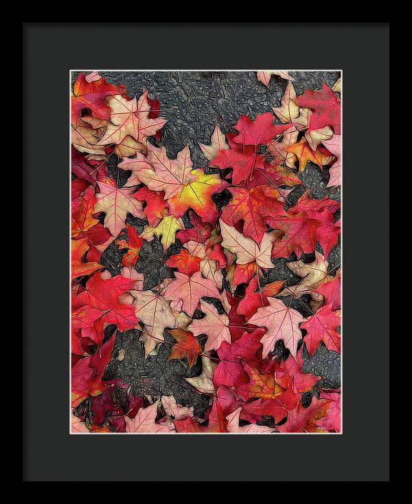 Maple Leaves In October 3 - Framed Print