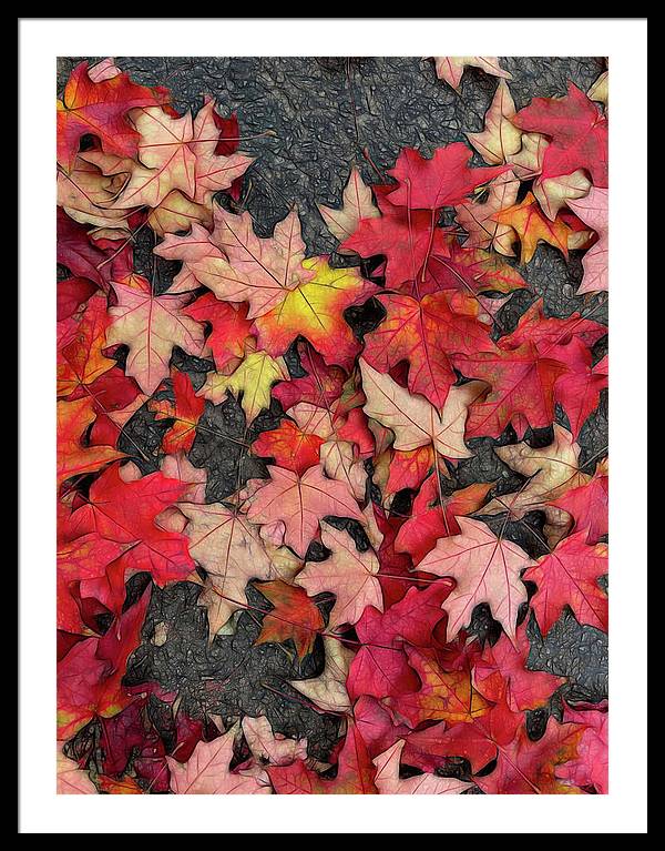 Maple Leaves In October 3 - Framed Print