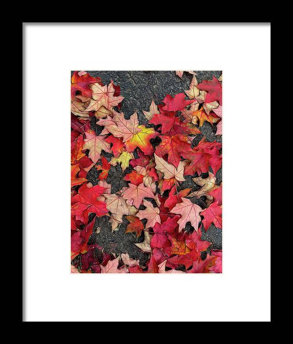 Maple Leaves In October 3 - Framed Print