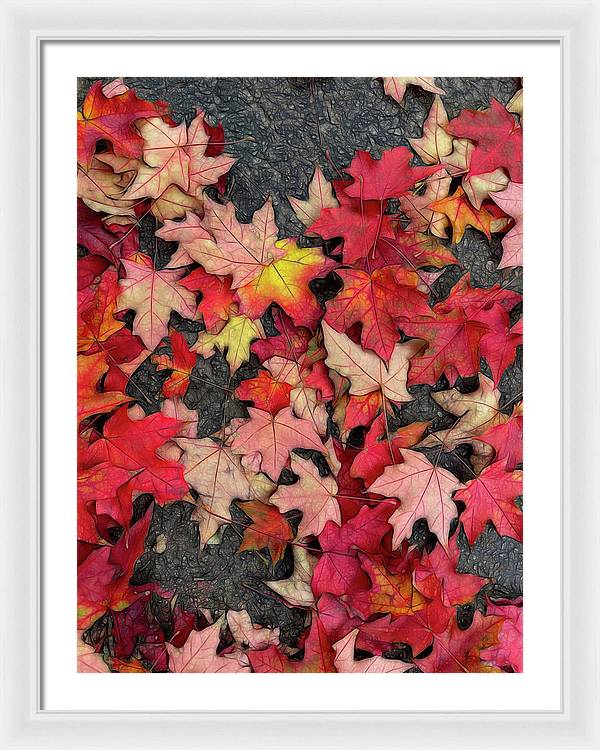 Maple Leaves In October 3 - Framed Print