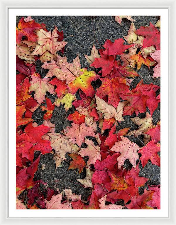 Maple Leaves In October 3 - Framed Print