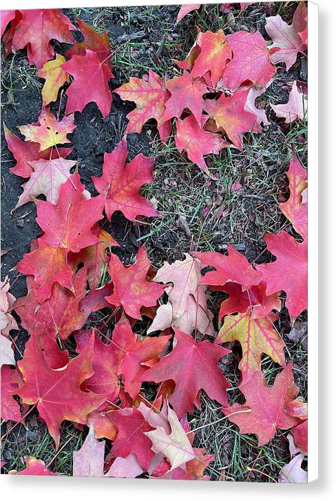 Maple Leaves In October 4 - Canvas Print