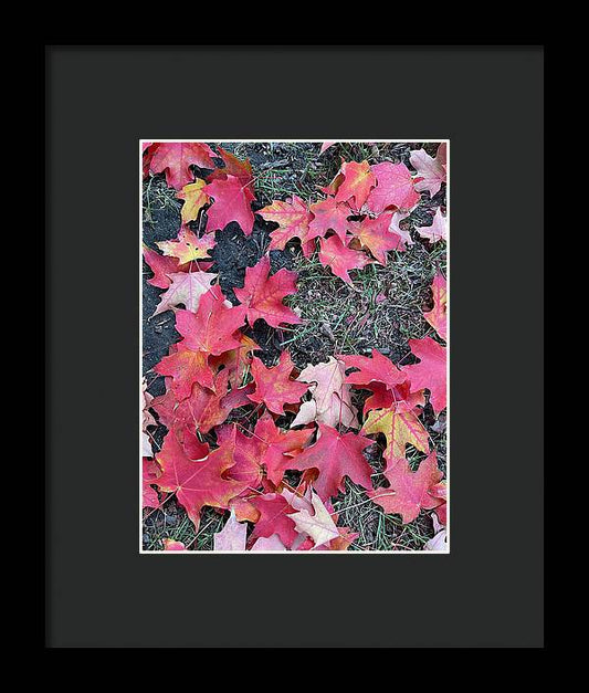 Maple Leaves In October 4 - Framed Print