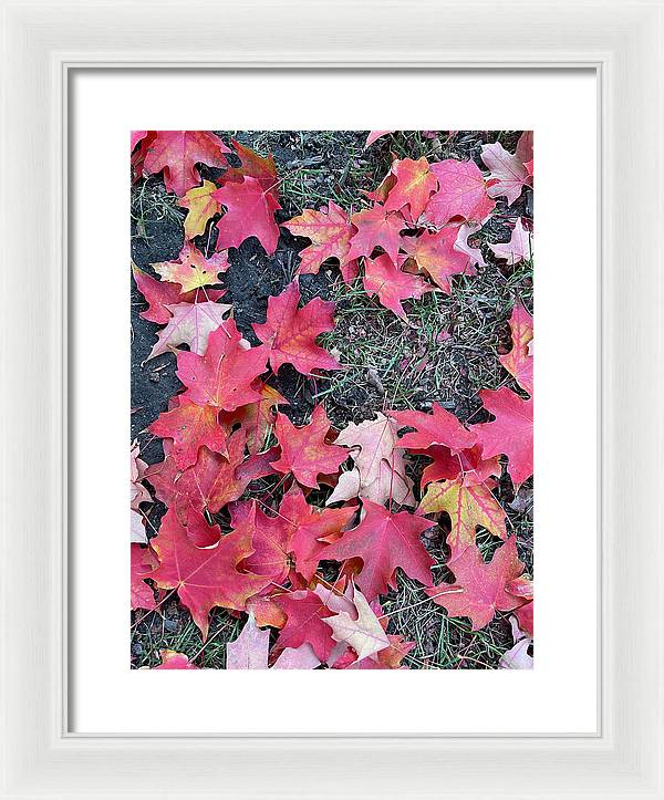 Maple Leaves In October 4 - Framed Print
