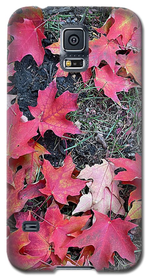 Maple Leaves In October 4 - Phone Case