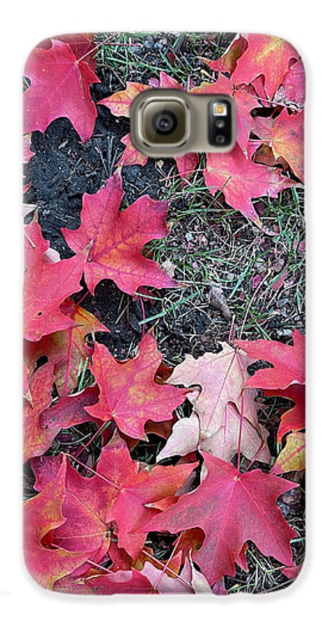 Maple Leaves In October 4 - Phone Case