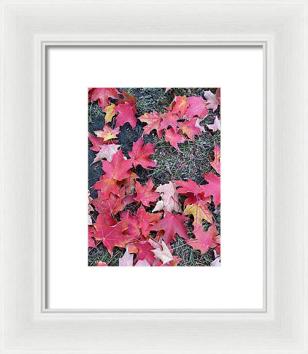 Maple Leaves In October 4 - Framed Print