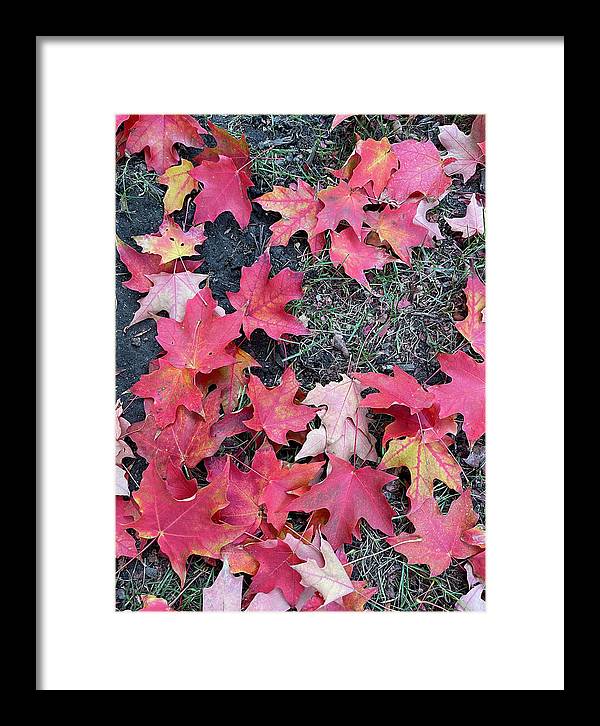 Maple Leaves In October 4 - Framed Print