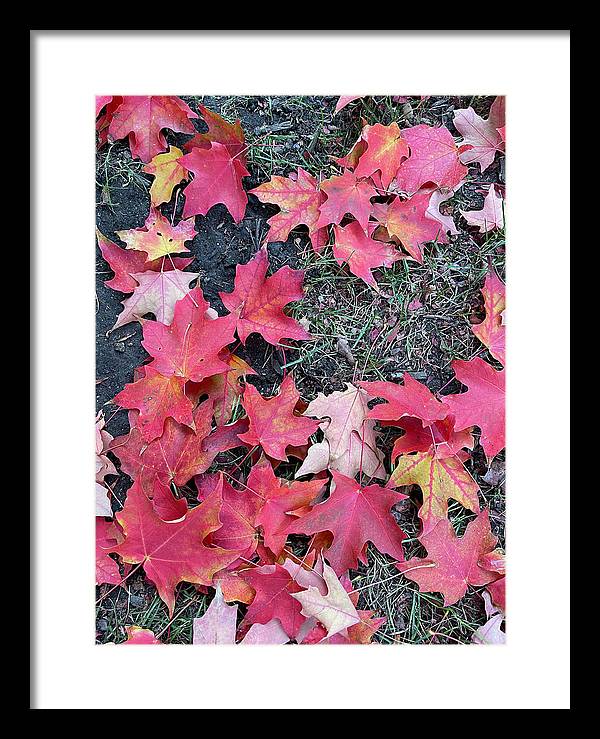 Maple Leaves In October 4 - Framed Print