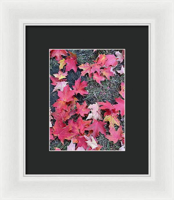 Maple Leaves In October 4 - Framed Print