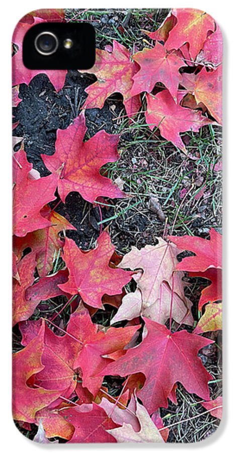 Maple Leaves In October 4 - Phone Case