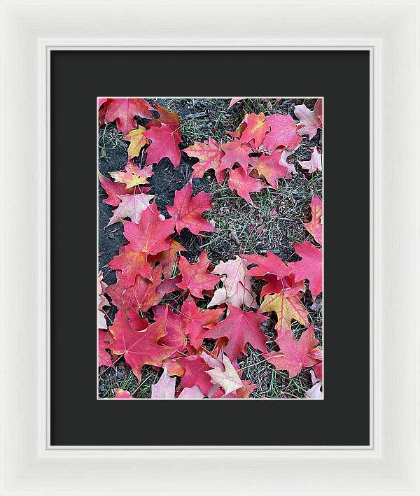 Maple Leaves In October 4 - Framed Print