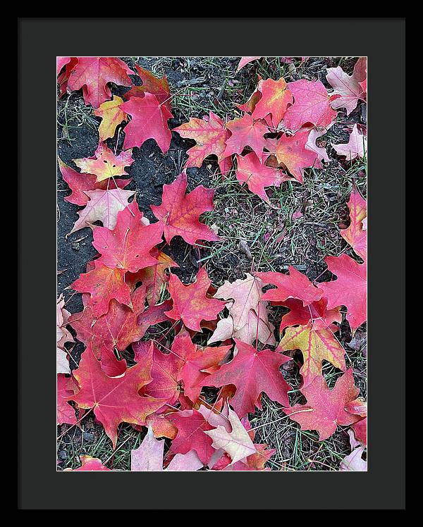 Maple Leaves In October 4 - Framed Print