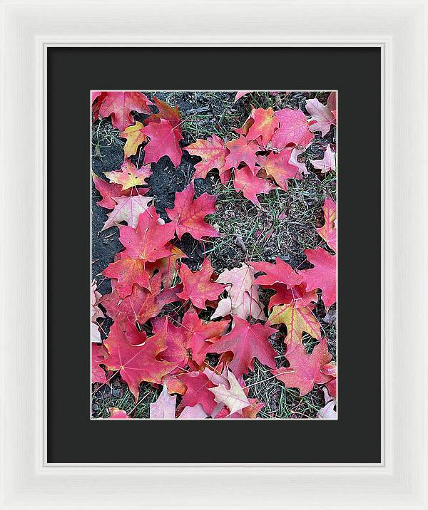 Maple Leaves In October 4 - Framed Print