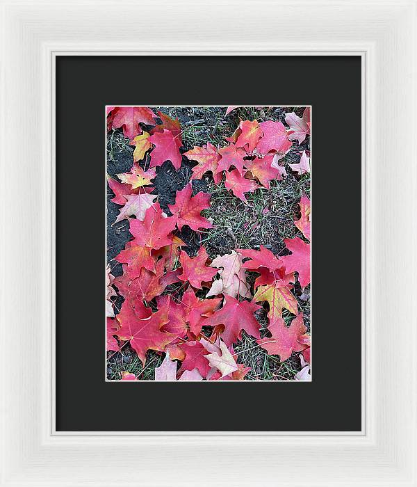 Maple Leaves In October 4 - Framed Print