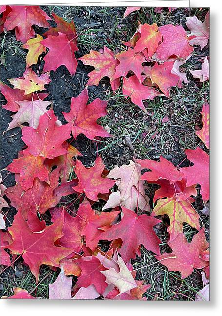 Maple Leaves In October 4 - Greeting Card