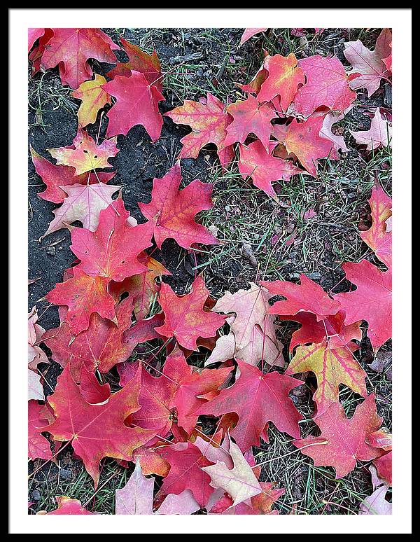 Maple Leaves In October 4 - Framed Print