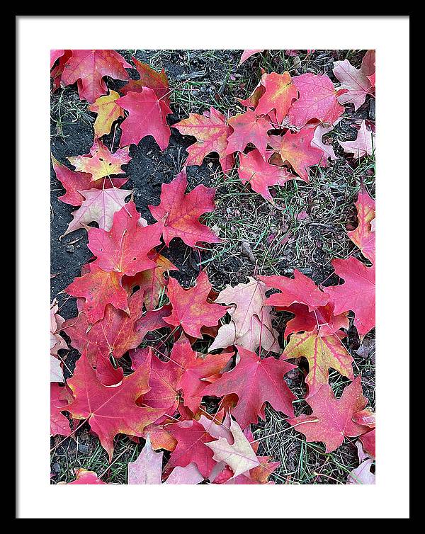 Maple Leaves In October 4 - Framed Print
