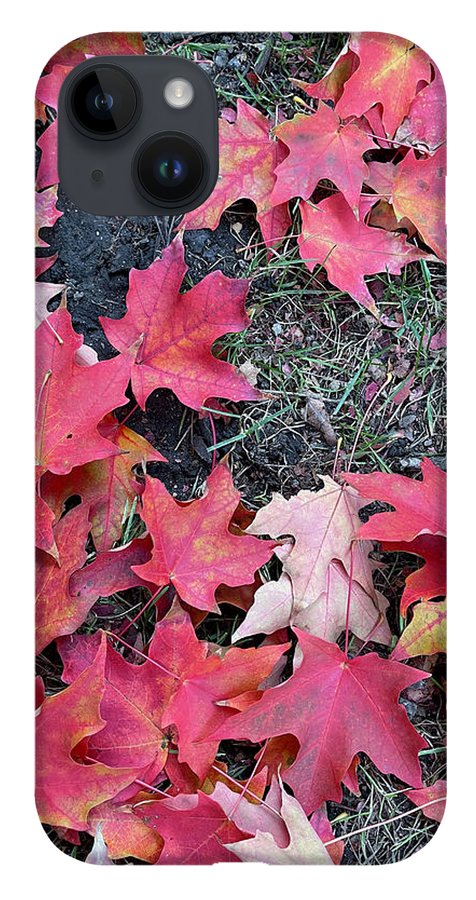 Maple Leaves In October 4 - Phone Case