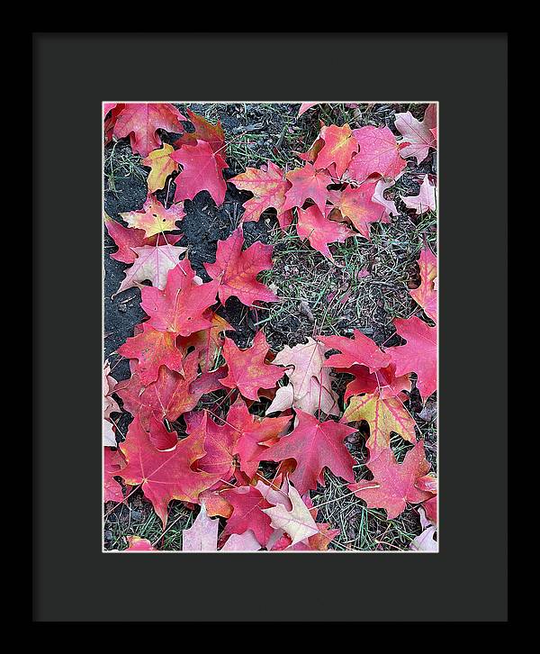 Maple Leaves In October 4 - Framed Print