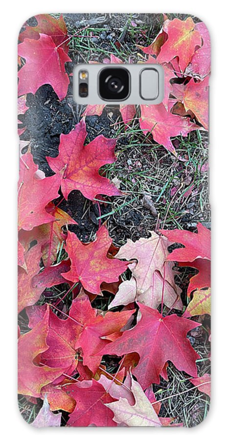 Maple Leaves In October 4 - Phone Case