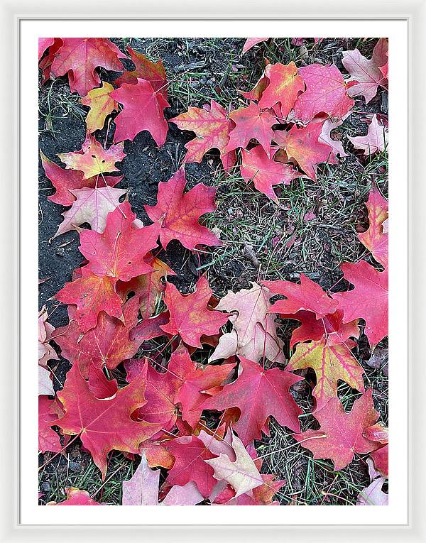 Maple Leaves In October 4 - Framed Print