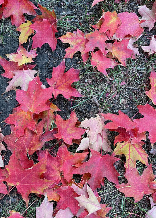 Maple Leaves In October 4 - Puzzle