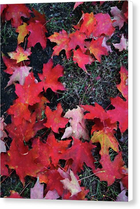 Maple Leaves In October 5 - Canvas Print