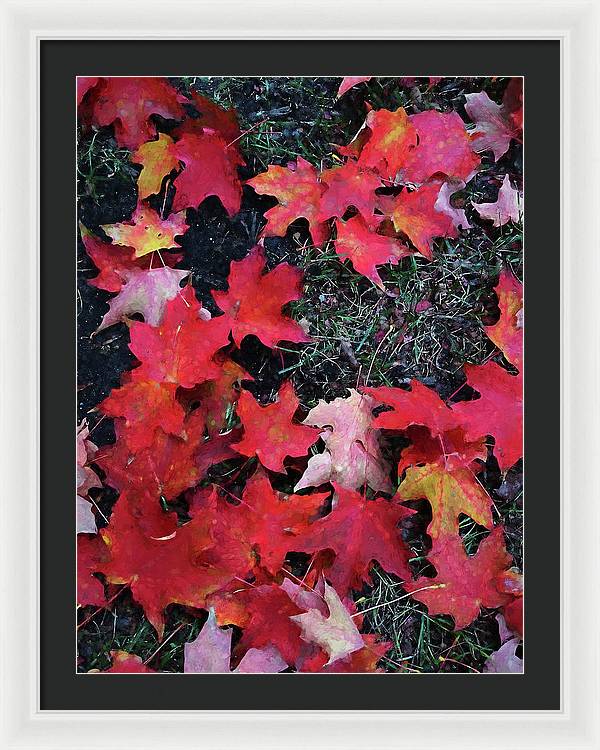 Maple Leaves In October 5 - Framed Print