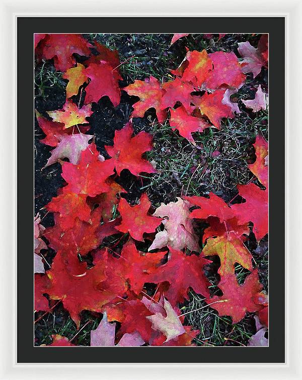 Maple Leaves In October 5 - Framed Print
