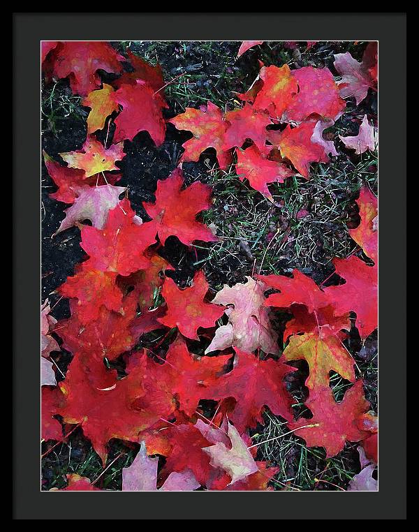 Maple Leaves In October 5 - Framed Print