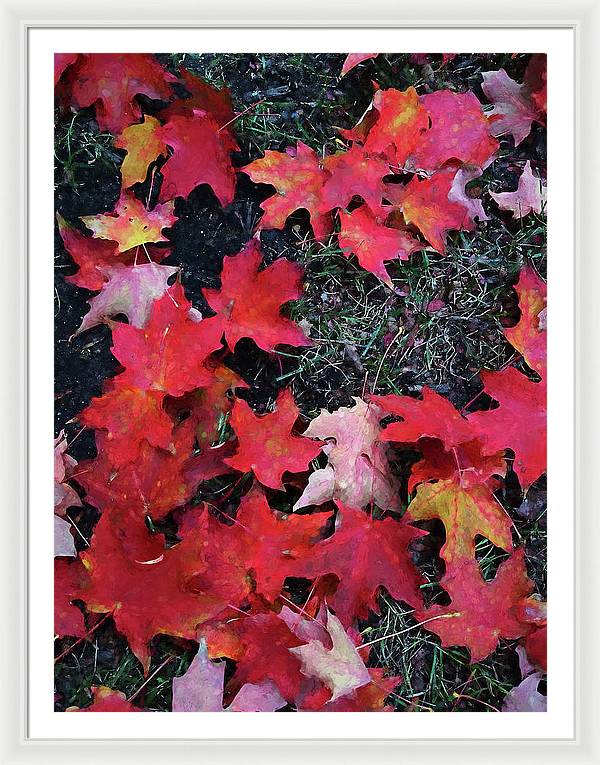 Maple Leaves In October 5 - Framed Print