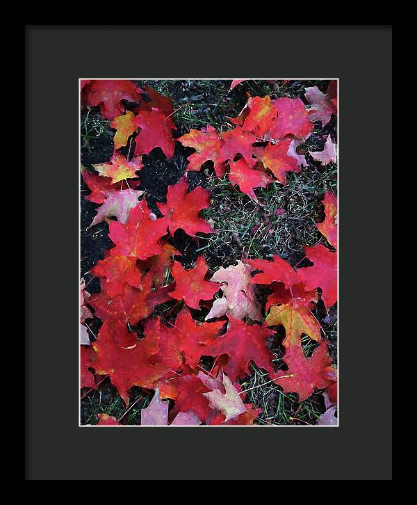 Maple Leaves In October 5 - Framed Print