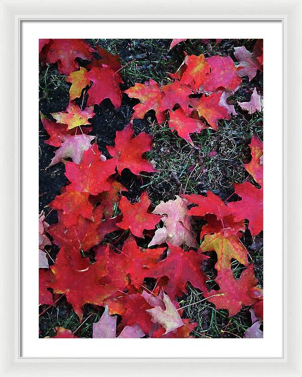 Maple Leaves In October 5 - Framed Print