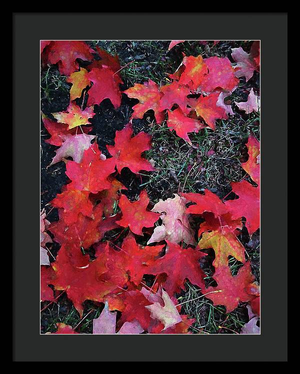 Maple Leaves In October 5 - Framed Print