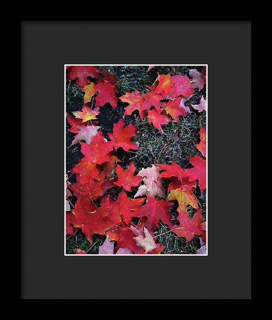 Maple Leaves In October 5 - Framed Print