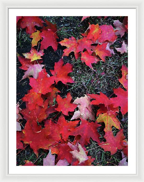 Maple Leaves In October 5 - Framed Print