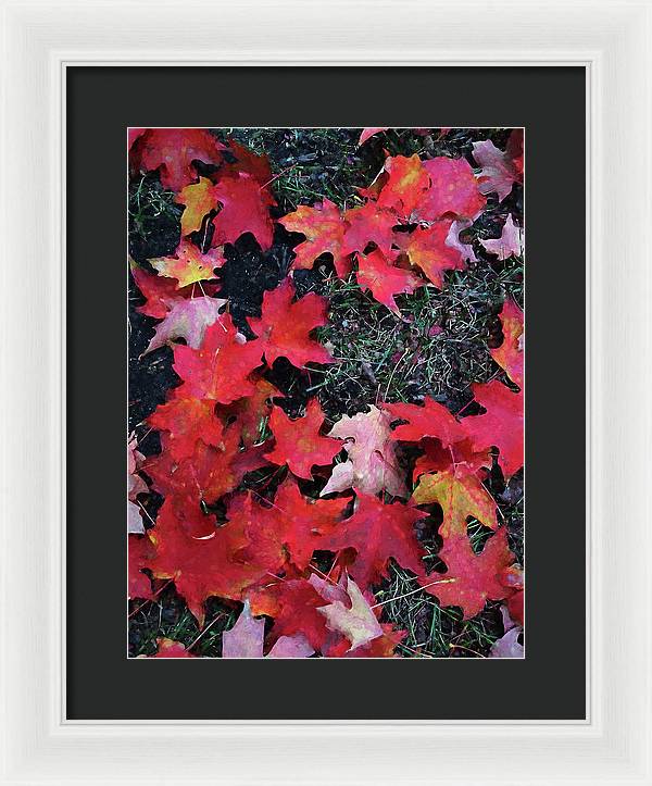 Maple Leaves In October 5 - Framed Print
