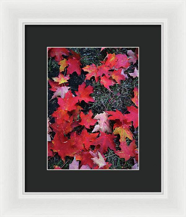 Maple Leaves In October 5 - Framed Print